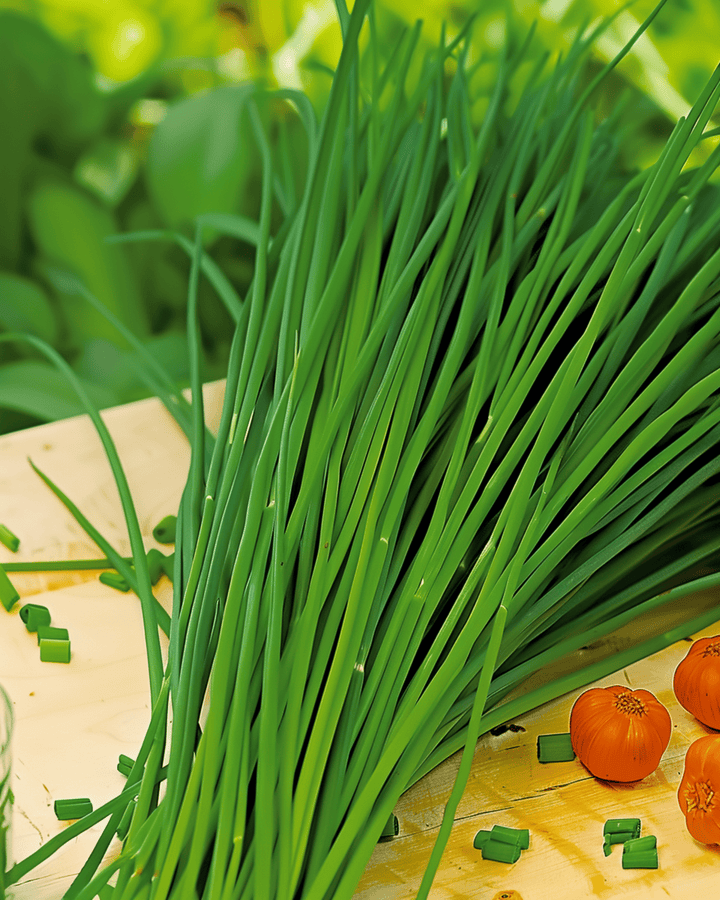 Chinese Chives seeds (Allium tuberosum) – perennial herb