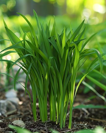 Katzengras Samen (Hordeum vulgare) – einjähriges Gras