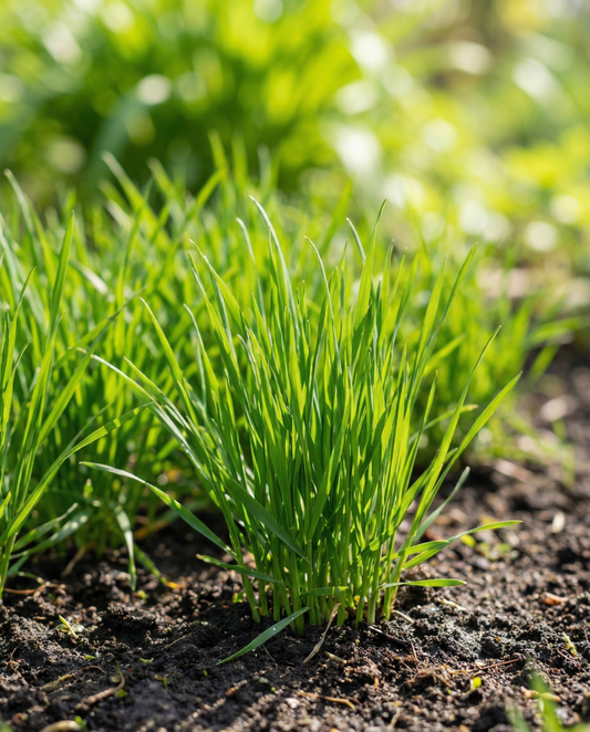 Cat Grass (Hordeum vulgare) – annual grass seeds from SeedsChoice