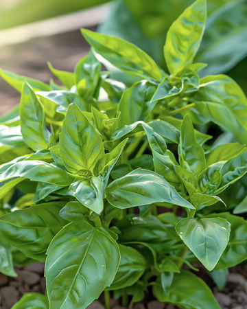 Small-Leaf Basil seeds (Ocimum basilicum) – annual herb