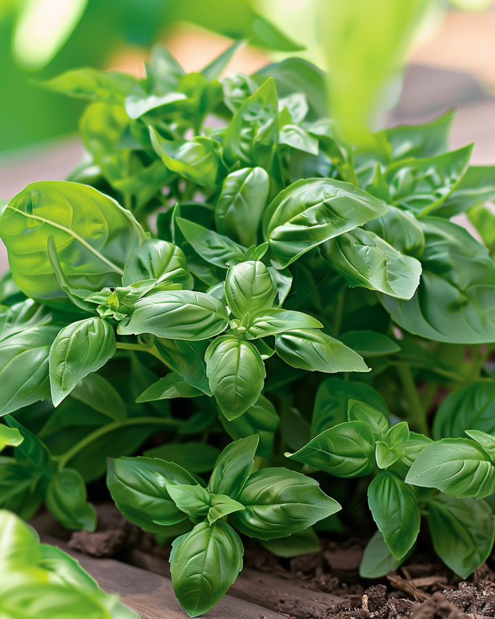 Basil Bascuro Greek Samen (Ocimum basilicum) – einjährig