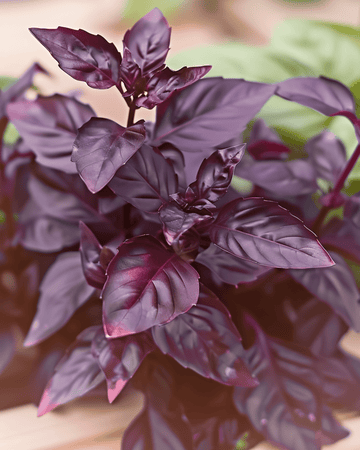 Basilikum Dark Opal Violettes Blatt Samen (Ocimum basilicum) – einjähriges Küchenkraut