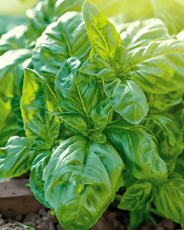Napolitano Basil Lettuce Leaved Samen (Ocimum basilicum) – einjähriges Gemüse