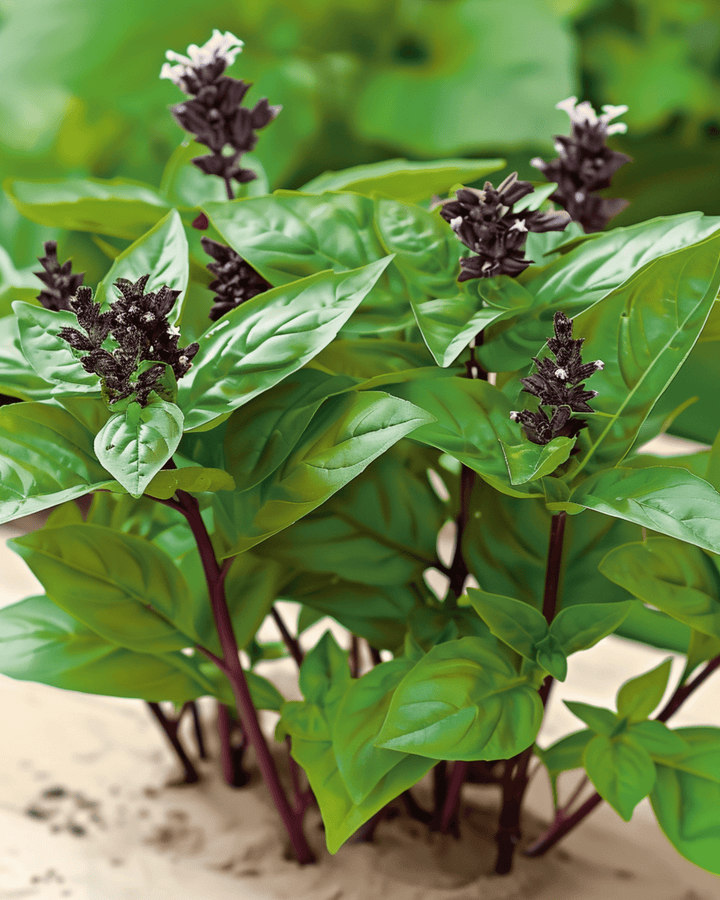 Thai Basil seeds (Ocimum basilicum) – annual herb