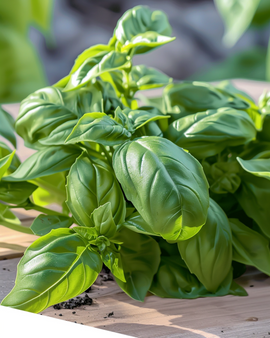 Basil Italiano Classico Seeds Ocimum Basilicum Annual Herb