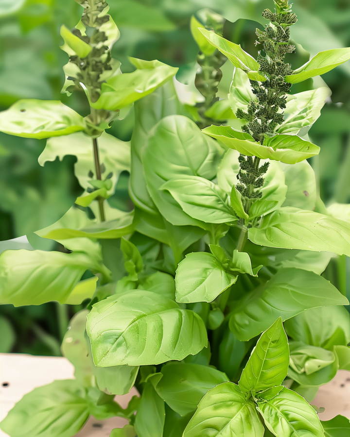 Blue Spice Basil Samen (Ocimum basilicum) – einjähriges Kraut