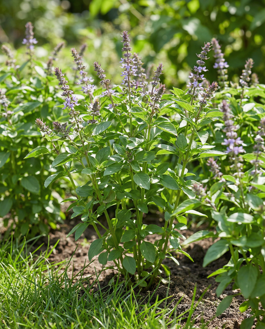 Blue Spice Basil (Ocimum basilicum) – einjährige Kräutersamen von SeedsChoice