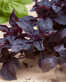 Purple Ruffles Basil Seeds Ocimum Basilicum Annual Herb