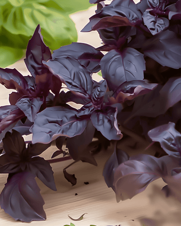 Purple Ruffles Basil seeds (Ocimum basilicum) – annual herb