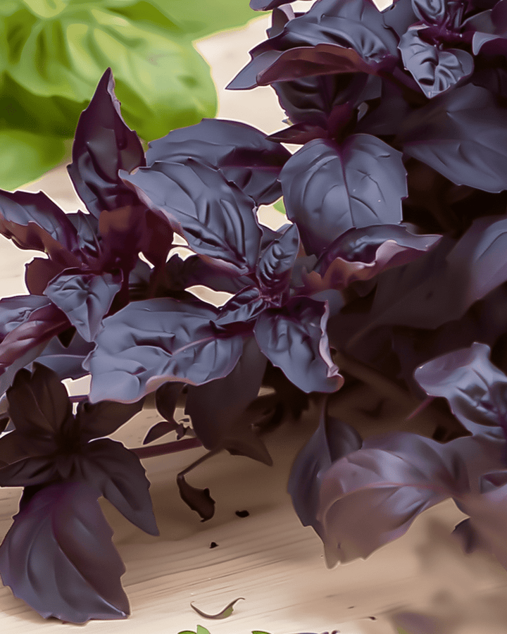 Purple Ruffles Basilikum Samen (Ocimum basilicum) – einjähriges Kraut