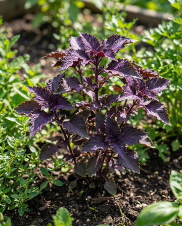 Purple Ruffles Basil (Ocimum basilicum) – annual herb seeds from SeedsChoice