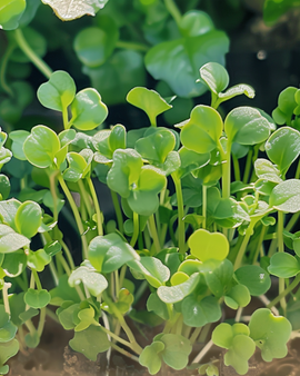 Mustard Sprouting Seeds Organic Sinapis Alba Annual