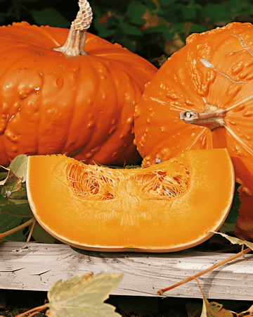 Kürbis Golden Hubbard Samen (Cucurbita maxima) – einjähriges Gemüse