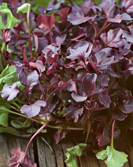 Mustard Red Frills Seeds Brassica Juncea Annual Microgreens