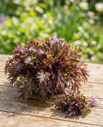 Mustard Red Frills Microgreens (Brassica juncea) – annual microgreens seeds from SeedsChoice