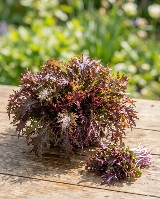 Senf Red Frills Microgreens (Brassica juncea) – einjährige Microgreens-Samen von SeedsChoice