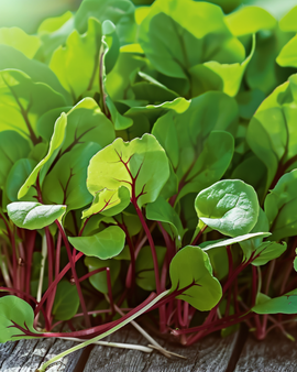 Rotaderiger Sauerampfer Samen Rumex Sanguineus Microgreens einjähriges Kraut
