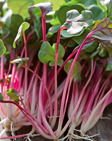 Radieschen Daikon Red Microgreens Samen (Raphanus sativus) – einjährige Microgreens