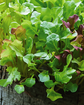 Salatmischung-Samen Lactuca Sativa einjährig Microgreens Babyleaf-Mix