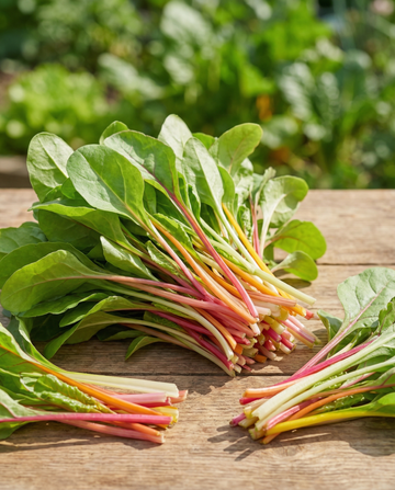 Mangold Rainbow Mixture Microgreens (Beta vulgaris) – einjährige Microgreens-Samen von SeedsChoice