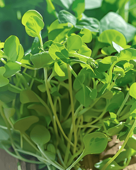 Pea Shoots Seeds Pisum Sativum Annual Microgreens