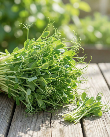 Pea Shoots Microgreens (Pisum sativum) – annual microgreens seeds from SeedsChoice