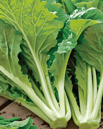 Amsoi Samen (Brassica juncea) – einjähriges Gemüse