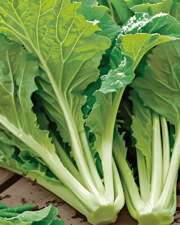 Amsoi Samen (Brassica juncea) – einjähriges Gemüse