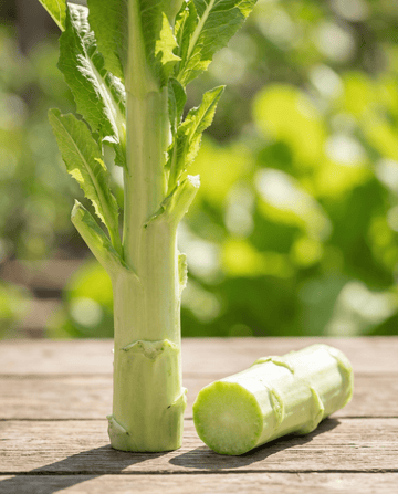 Spargelsalat Celtuce (Lactuca sativa) – einjährige Gemüsesamen von SeedsChoice