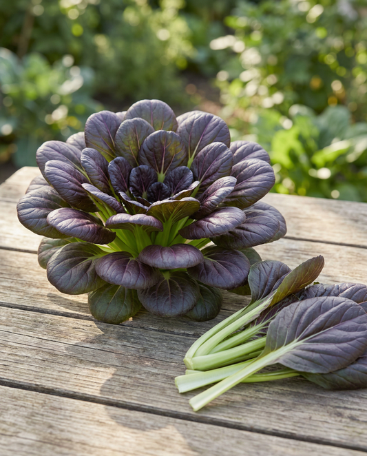 Red Tatsoi (Brassica rapa) – Gemüsesamen von SeedsChoice