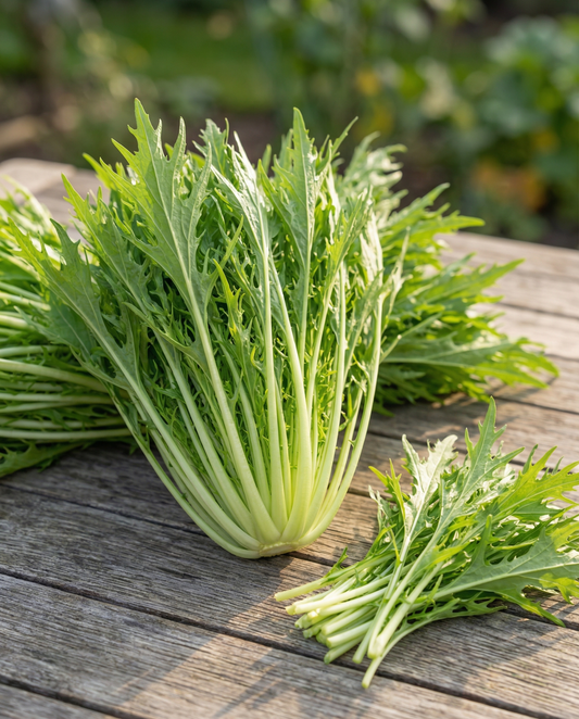Mizuna (Brassica rapa) – vegetable seeds from SeedsChoice