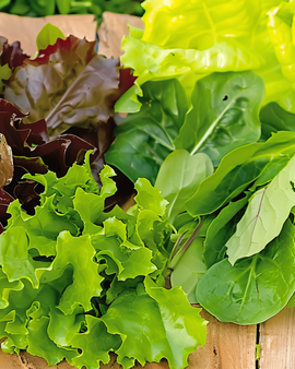Baby Leaf Salad Seeds Oriental Mix Lactuca Sativa Annual