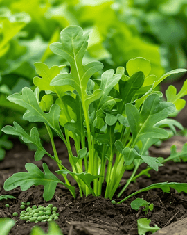 Rocket Seeds Eruca Sativa Annual Vegetable Guinea Pig Feed Mix