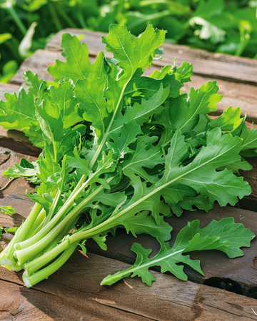 Chicory Spadona Samen (Cichorium intybus) – einjähriges Gemüse