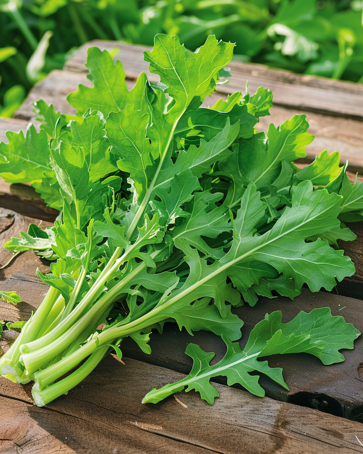 Chicory Spadona seeds (Cichorium intybus) – annual vegetable