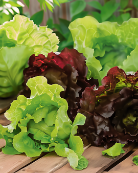 Cos Lettuce Seeds Lactuca Sativa Annual Mix Red Green Mini Romaine