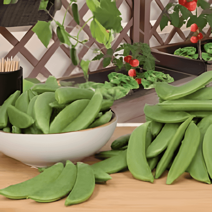 Snap Pea Delikett seeds (Pisum sativum) – annual vegetable
