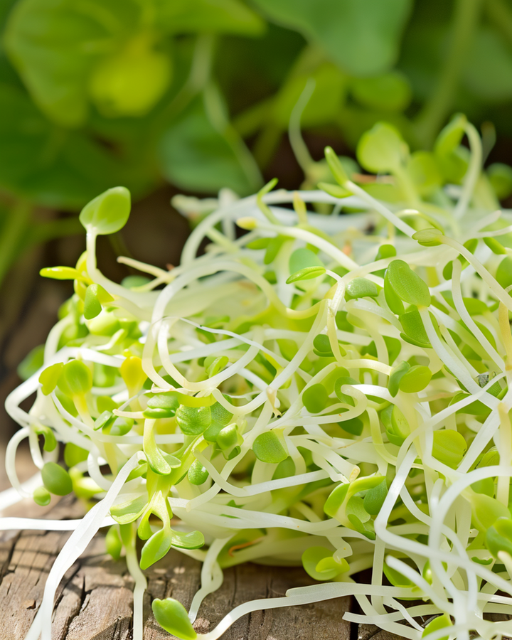 Alfalfa Sprouting Microgreens Samen (Medicago sativa) – Bio-Keimsprossen, einjährig
