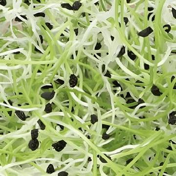 Porree Sprossen-Samen (Allium porrum) – Bio-Saatgut für einjährige Sprossen