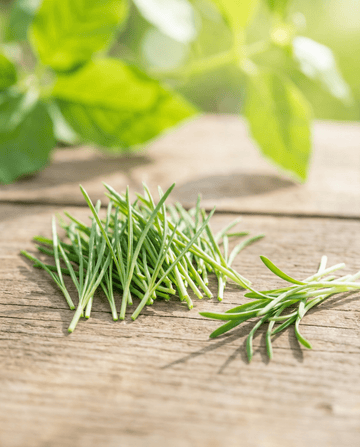 Porree Sprossen (Allium porrum) – Bio-Saatgut für einjährige Sprossen von SeedsChoice