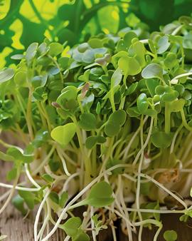 Broccoli Sprouting Seeds Organic Brassica Oleracea Annual