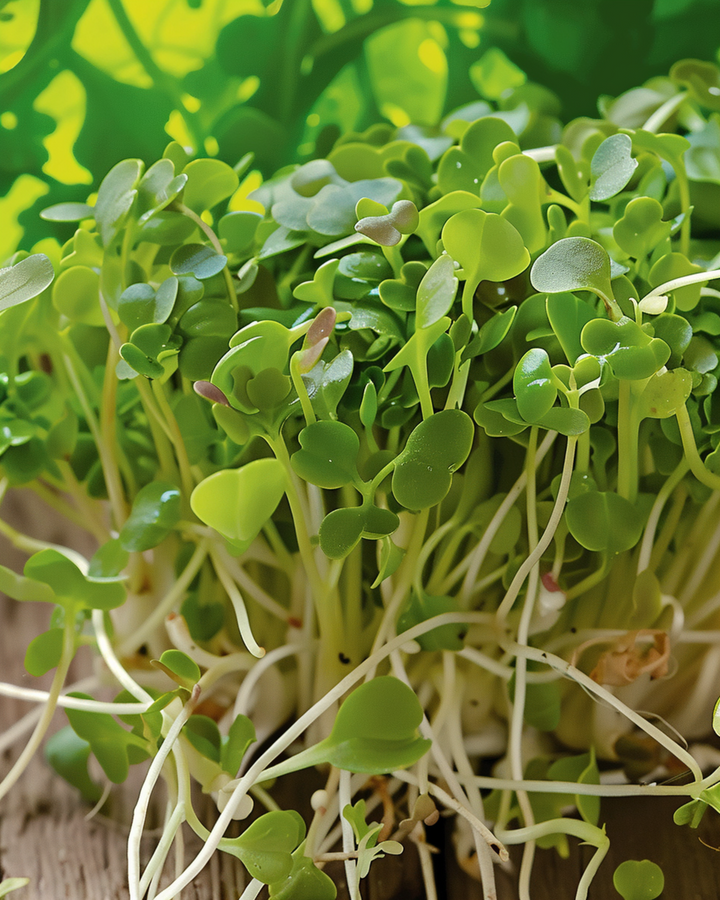 Brokkoli Sprouting Samen (Brassica oleracea) – Bio-Saatgut, einjährig