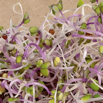 Kohlrabi Sprouting Purple Samen (Brassica oleracea) – Bio-Saatgut, einjährige Sprossen