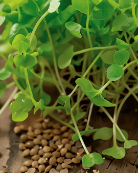 Rucola-Keimsamen Bio Eruca Sativa einjährig