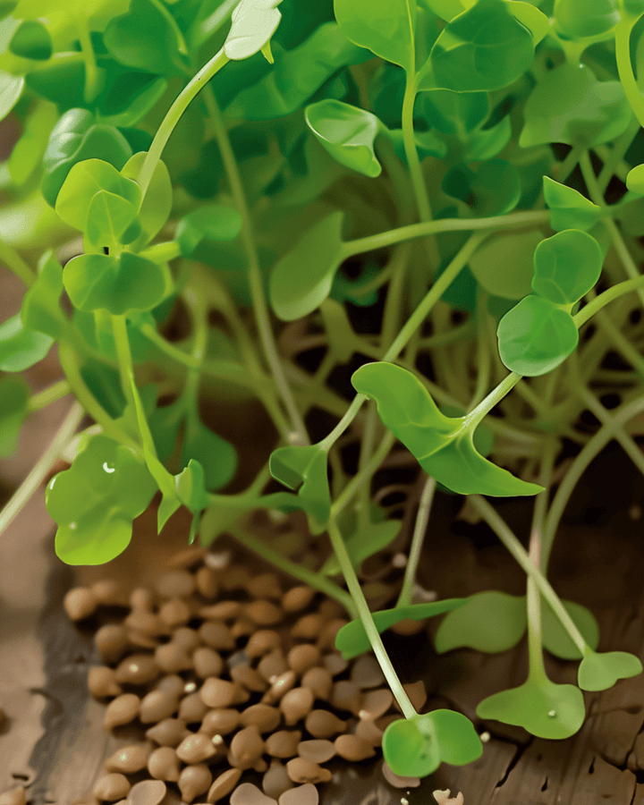 Rucola Sprossen-Samen (Eruca sativa) – Bio-Sprosse, einjährig