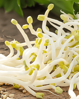Mungbohnen-Keimsaat Bio Vigna Radiata einjährig