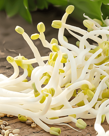 Mung Bean Sprouting seeds (Vigna radiata) – organic annual sprouting seeds
