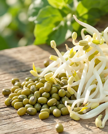 Mung Bean Sprouting (Vigna radiata) – organic annual sprouting seeds from SeedsChoice