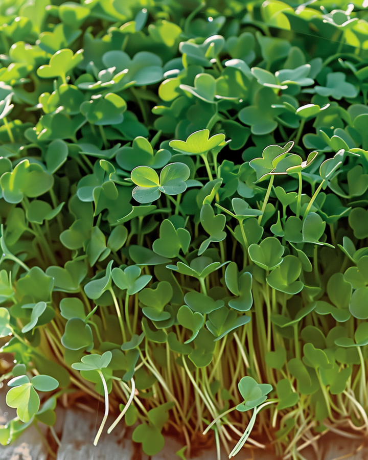 Gartenkresse Sprouting Samen (Lepidium sativum) – Bio-Saatgut für einjährige Sprossen