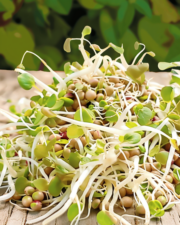 Salatmischung Sprouting Samen (Lactuca sativa) – Bio-Keimsamen für einjährige Pflanzen